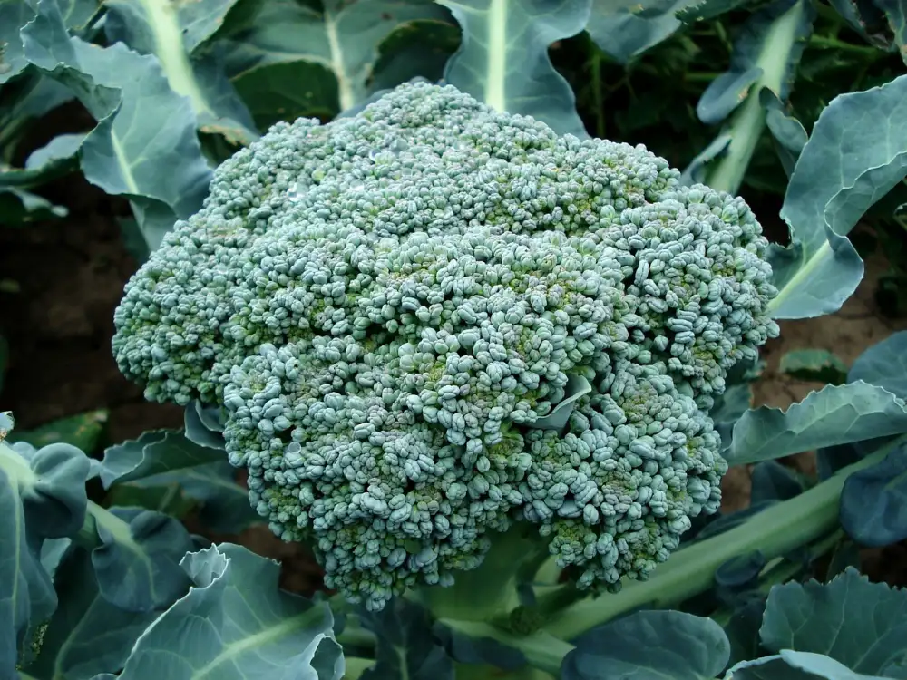 Broccolini Vs Broccoli