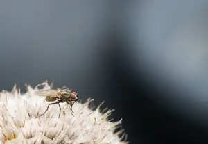 How To Catch Fruit Flies